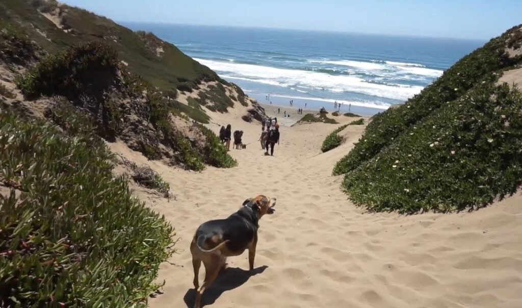 Dog-Friendly Hiking Trails in Bay Area