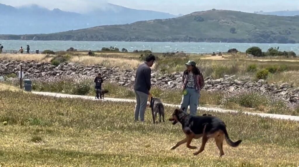 Dog-Friendly Hiking Trails in Bay Area