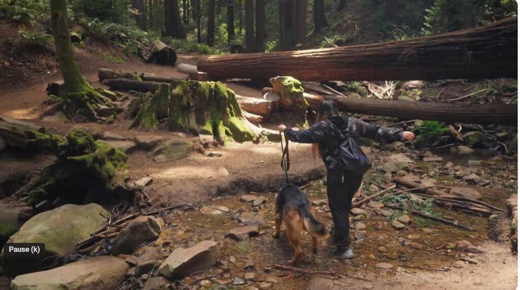 Dog-Friendly Hiking Trails in Bay Area