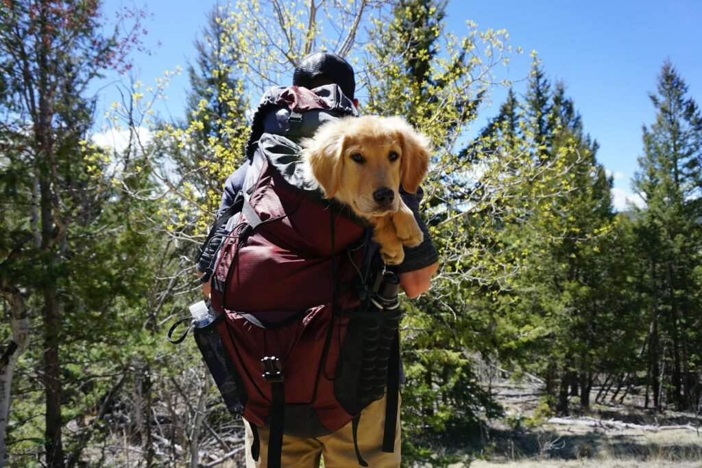Dog-Friendly Hiking Trails in Bay Area