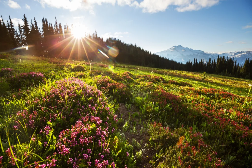 Mount Rainier National Park Guide
