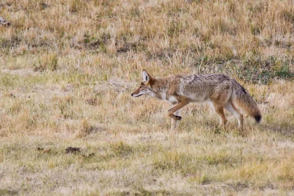 Winter Wildlife Of Yellowstone