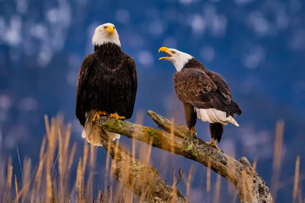 Winter Wildlife Of Yellowstone
