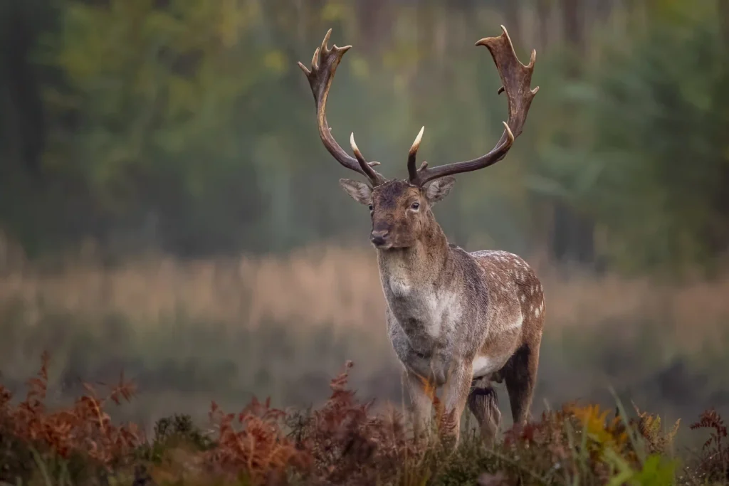 Winter Wildlife Of Yellowstone