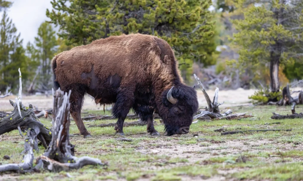Winter Wildlife Of Yellowstone