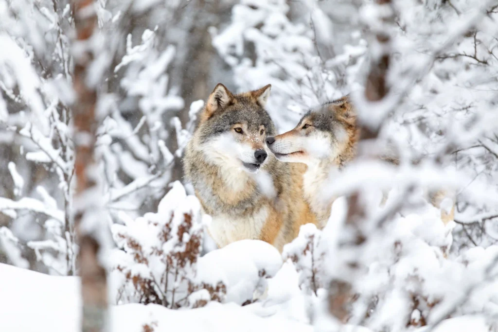 Winter Wildlife Of Yellowstone